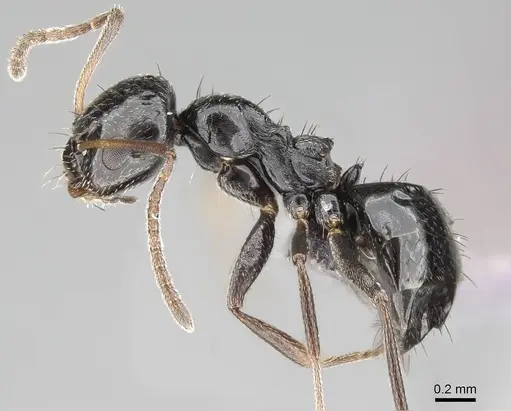 Lepisiota capensis specimen CASENT0264034 image casent0264034_3