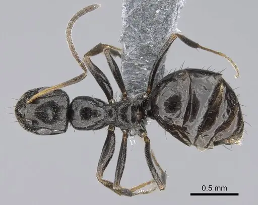 Lepisiota capensis specimen CASENT0785815 image casent0785815_1