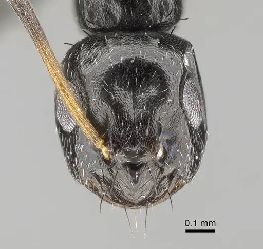 Lepisiota capensis specimen CASENT0785815 image casent0785815_2