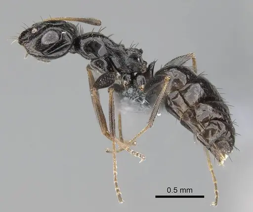 Lepisiota capensis specimen CASENT0785815 image casent0785815_3