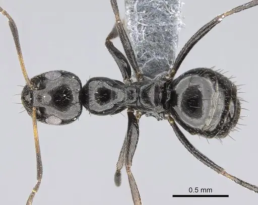 Lepisiota capensis specimen CASENT0785816 image casent0785816_1