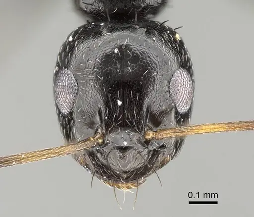Lepisiota capensis specimen CASENT0785816 image casent0785816_2
