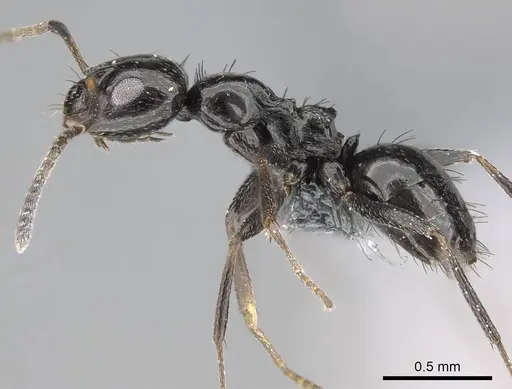 Lepisiota capensis specimen CASENT0785816 image casent0785816_3