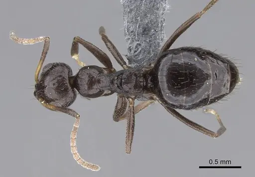 Lepisiota capensis specimen CASENT0785969 image casent0785969_1