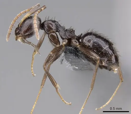 Lepisiota capensis specimen CASENT0785969 image casent0785969_3
