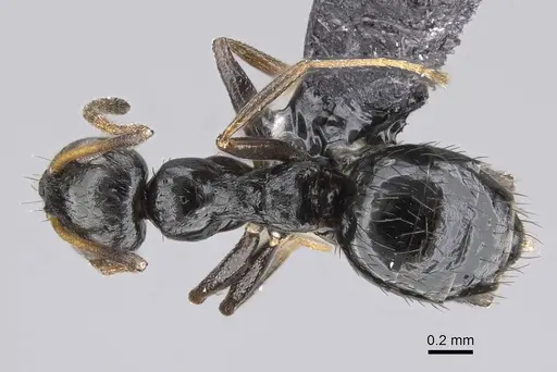 Lepisiota capensis specimen CASENT0822220 image casent0822220_1