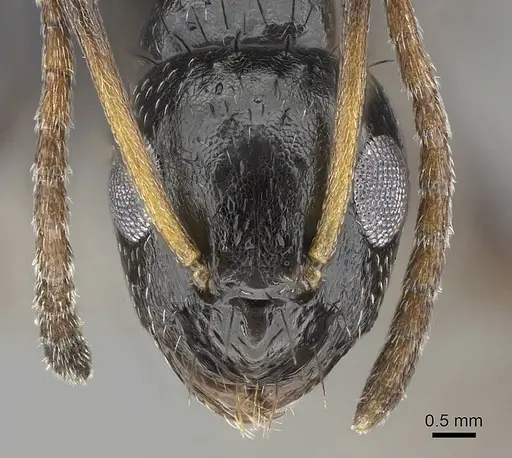 Lepisiota capensis specimen CASENT0822220 image casent0822220_2