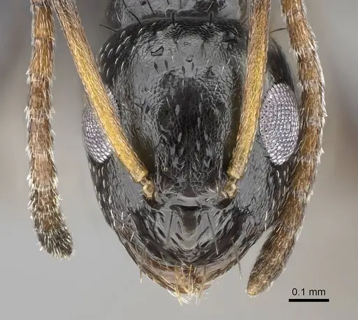 Lepisiota capensis specimen CASENT0822220 image casent0822220_3