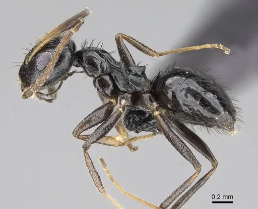 Lepisiota capensis specimen CASENT0822220 image casent0822220_4