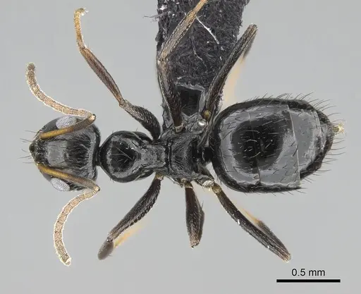 Lepisiota capensis specimen CASENT0822225 image casent0822225_1