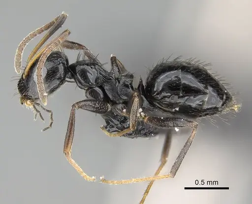 Lepisiota capensis specimen CASENT0822225 image casent0822225_3