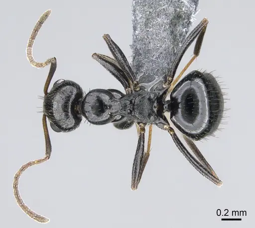Lepisiota capensis specimen CASENT0861511 image casent0861511_1