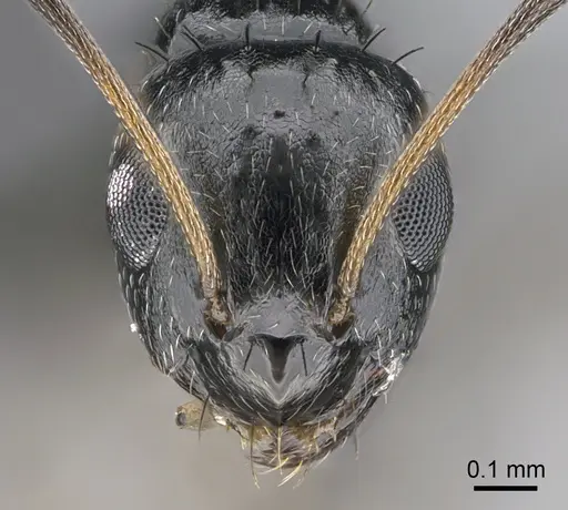 Lepisiota capensis specimen CASENT0861511 image casent0861511_2