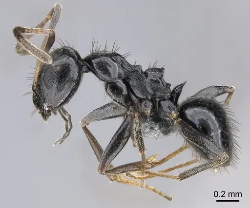 Lepisiota capensis specimen CASENT0861511 image casent0861511_3