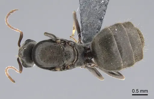 Lepisiota capensis specimen CASENT0861515 image casent0861515_1