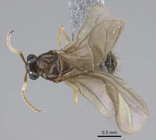 Lepisiota capensis specimen CASENT0861516 image casent0861516_1