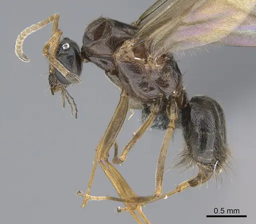 Lepisiota capensis specimen CASENT0861516 image casent0861516_3