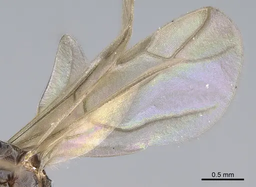 Lepisiota capensis specimen CASENT0861516 image casent0861516_4