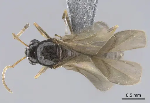 Lepisiota capensis specimen CASENT0861517 image casent0861517_1
