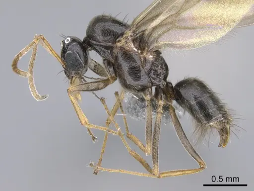 Lepisiota capensis specimen CASENT0861517 image casent0861517_3