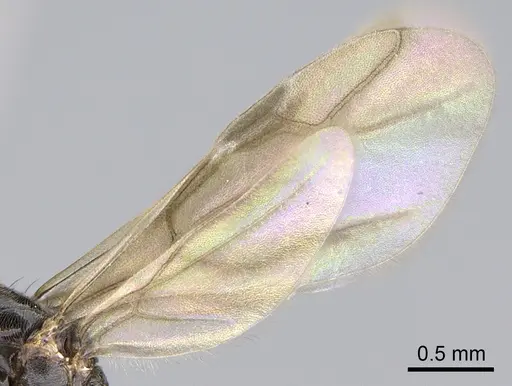 Lepisiota capensis specimen CASENT0861517 image casent0861517_4