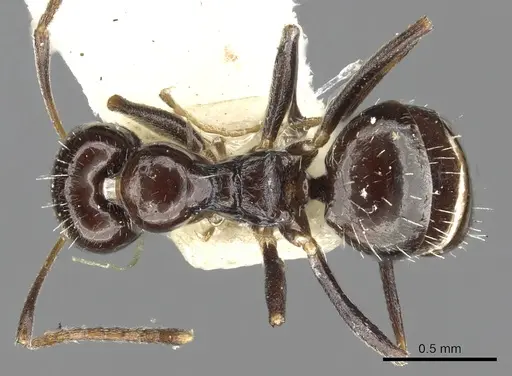 Lepisiota capensis specimen CASENT0903161 image casent0903161_1