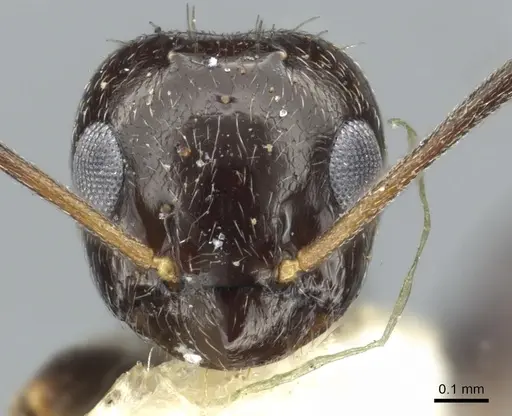 Lepisiota capensis specimen CASENT0903161 image casent0903161_2