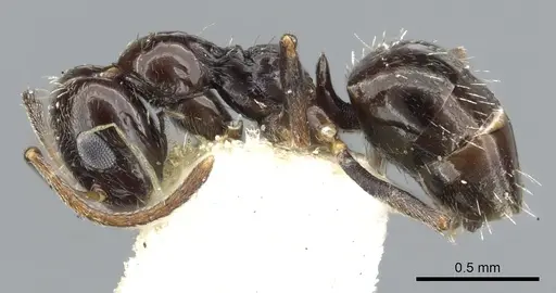 Lepisiota capensis specimen CASENT0903161 image casent0903161_3