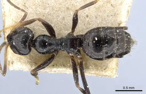 Lepisiota capensis specimen CASENT0905156 image casent0905156_1