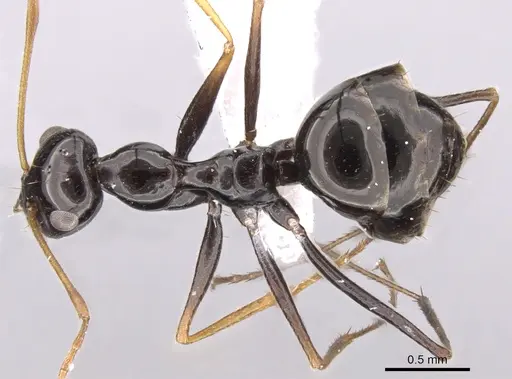 Lepisiota capensis specimen CASENT0906465 image casent0906465_1
