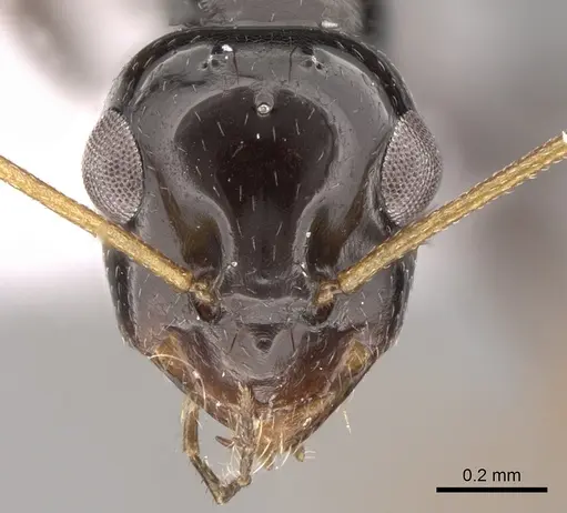 Lepisiota capensis specimen CASENT0906465 image casent0906465_2