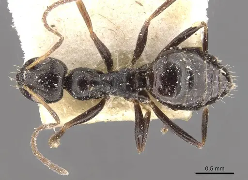 Lepisiota capensis specimen CASENT0909871 image casent0909871_1