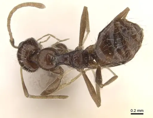 Lepisiota capensis specimen CASENT0909872 image casent0909872_1