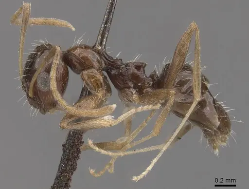 Lepisiota capensis specimen CASENT0909872 image casent0909872_3