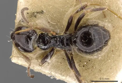 Lepisiota capensis specimen CASENT0909873 image casent0909873_1