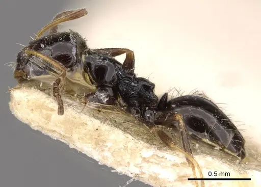 Lepisiota capensis specimen CASENT0909873 image casent0909873_3