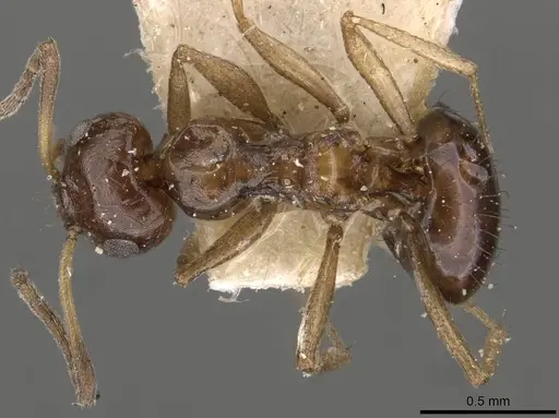 Lepisiota capensis specimen CASENT0909874 image casent0909874_1