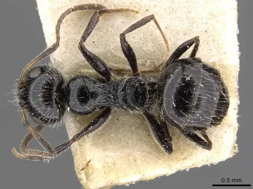 Lepisiota capensis specimen CASENT0909877 image casent0909877_1