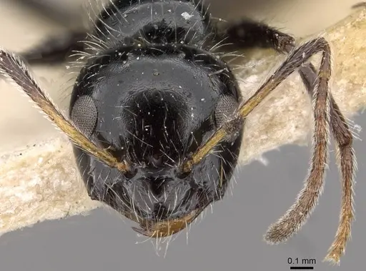 Lepisiota capensis specimen CASENT0909877 image casent0909877_2
