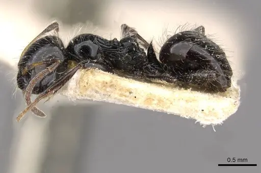 Lepisiota capensis specimen CASENT0909877 image casent0909877_3