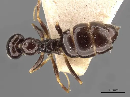 Lepisiota capensis specimen CASENT0909878 image casent0909878_1