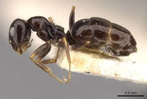 Lepisiota capensis specimen CASENT0909878 image casent0909878_3