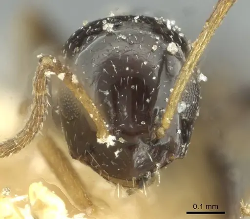Lepisiota capensis specimen CASENT0912373 image casent0912373_2