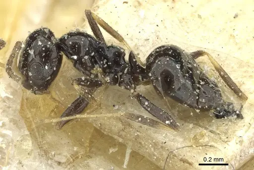 Lepisiota capensis specimen CASENT0912373 image casent0912373_3