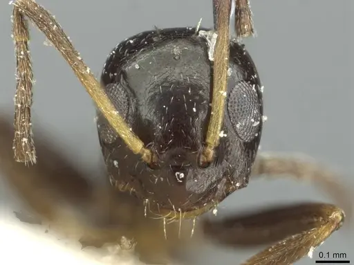 Lepisiota capensis specimen CASENT0912374 image casent0912374_2