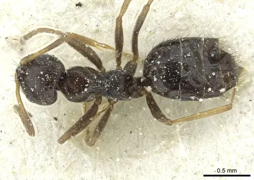 Lepisiota capensis specimen CASENT0912375 image casent0912375_1