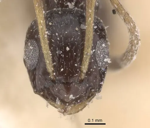 Lepisiota capensis specimen CASENT0912392 image casent0912392_2