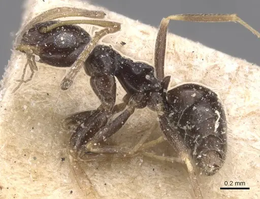 Lepisiota capensis specimen CASENT0912392 image casent0912392_3