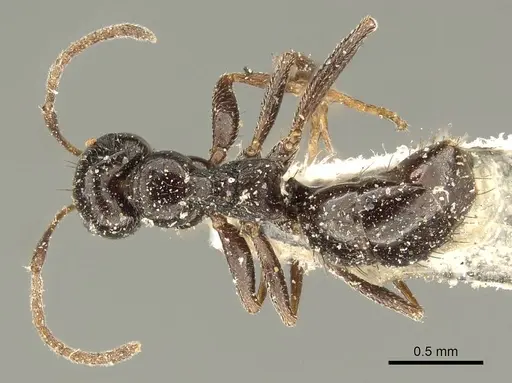Lepisiota capensis specimen CASENT0915714 image casent0915714_1