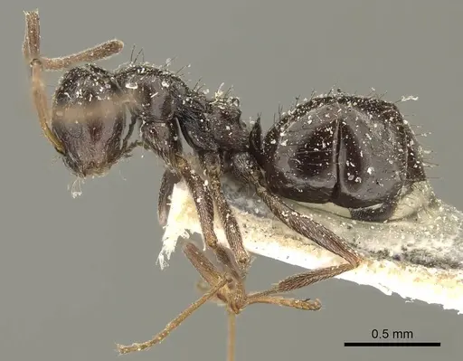 Lepisiota capensis specimen CASENT0915714 image casent0915714_3